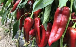 Lira Spark / Ліра Спарк