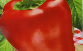 Liubov F1 / Любов F1