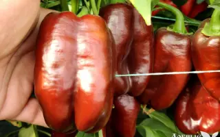 Mavera / Мавера