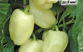 Madonna F1 / Мадонна F1