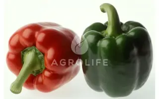 Mazurka F1 / Мазурка F1