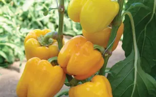 Maradonna F1 / Марадонна F1