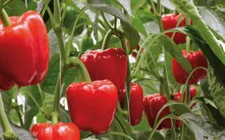 Maranello / Маранелло