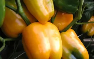 Mystery / Містері