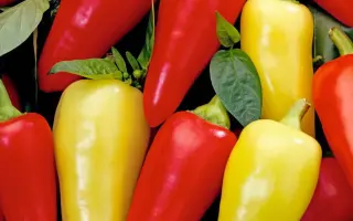 Monanta / Монанта