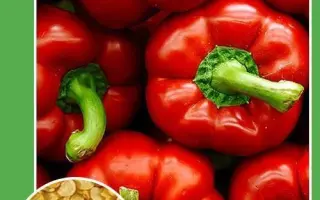 Надия / Надія