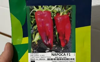 Napoca / Напока