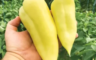 Nemezis / Немезіс