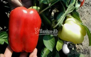 Nikita F1 / Нікіта F1