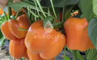 Oranzh Boss / Оранж Босс