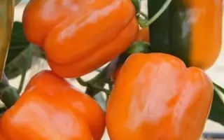 Orange Glory / Оранж Глорі