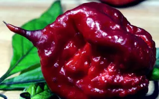 Orginale / Оргінале