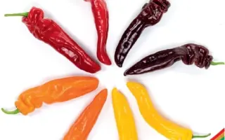 Palermo / Палермо