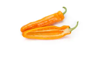 Palermo Obedius / Палермо Обедіус