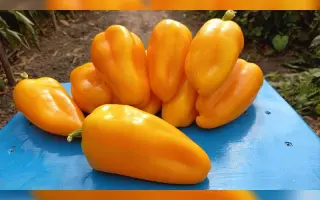 PIROUET / ПІРОУЕТ