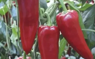 Porteca / Портека