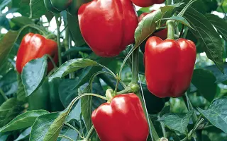 Procraft / Прокрафт