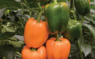 Raptor / Раптор