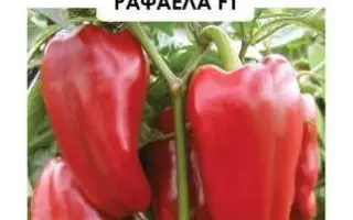 Rafaela F1 / Рафаела F1