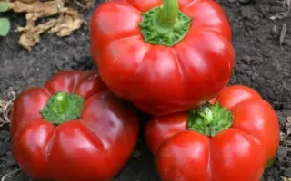 Red Bull Spark / Ред Булл Спарк