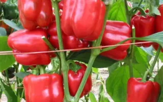 Red Jet / Ред Джет