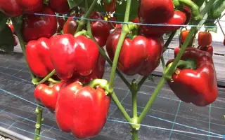 RED DEER / РЕД ДІІР