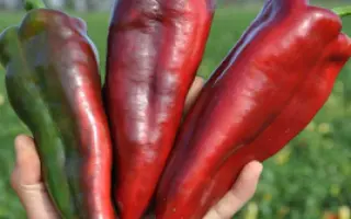 Redkan / Редкан