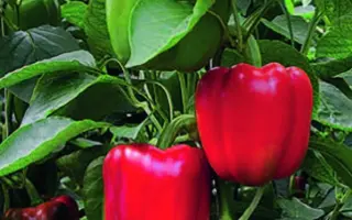 Riazor / Ріазор