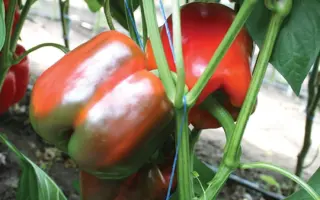 Salazar / Салазар