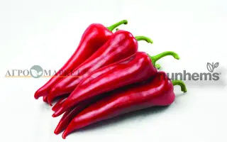 Samander / Самандер