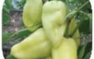 Sardinero / Сардінеро