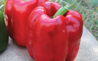 Sinatra / Сінатра