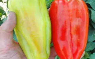 Slavy F1 / Славі F1