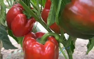 Salomon / Соломон