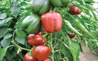 Sondela F1 / Сондела F1