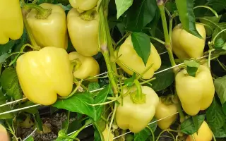 Spartaco / Спартако