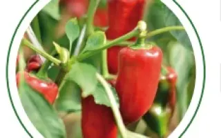 Tammara / Таммара