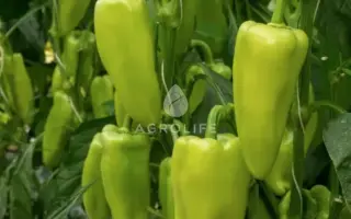 Topgear / Топгір