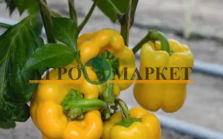 Turbine / Турбін