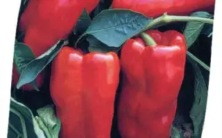 Favilla / Фавілла