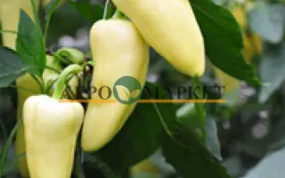 Flexum F1 / Флєксум F1