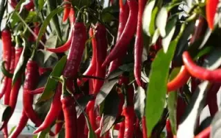 Florate / Флорейт