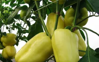 Citrina / Цитрина