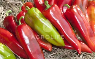 Shinako / Шинако