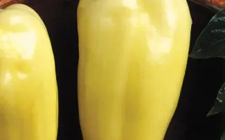 Albatros F1 / Альбатрос F1