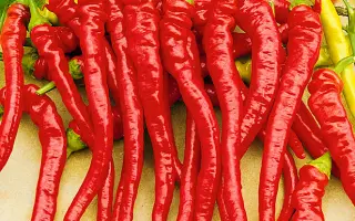 Artist / Артіст