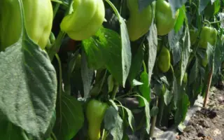 Багряний вулкан