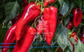 Balcanica / Балканіка