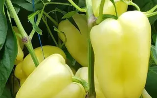 Vidre F1 / Відре F1