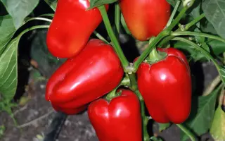 Виктория / Вікторія